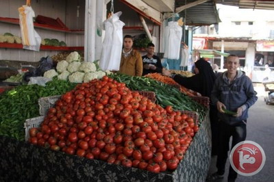 أسعار الطماطم تشتعل بالأسواق الغزية