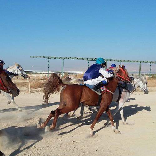 النجاح يغلف جولة كسر الحصار الأولى لسباقات السرعة للخيول العربية الأصيلة
